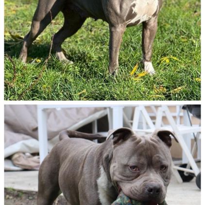 A reserver chiots americain staff bleu lof #1