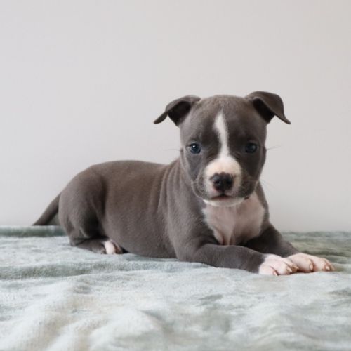 A reserver chiots americain staff bleu lof #2