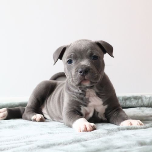 A reserver chiots americain staff bleu lof #0