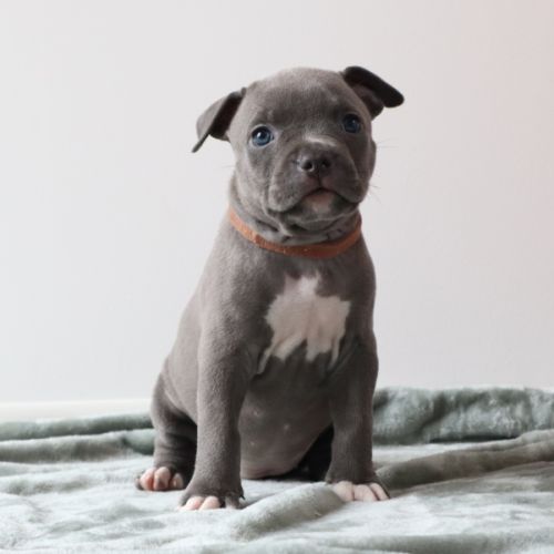 A reserver chiots americain staff bleu lof #4