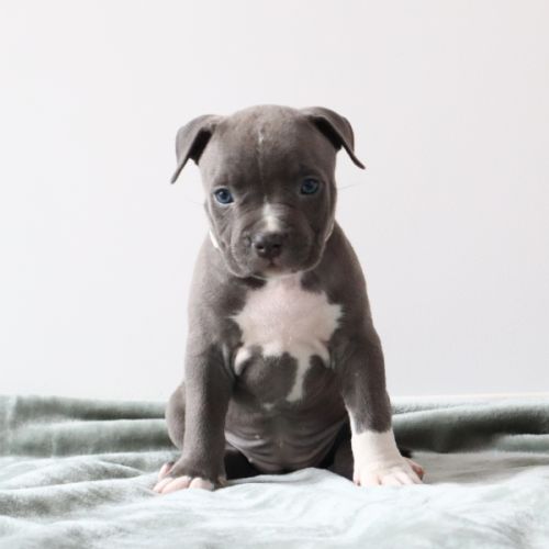 A reserver chiots americain staff bleu lof #6