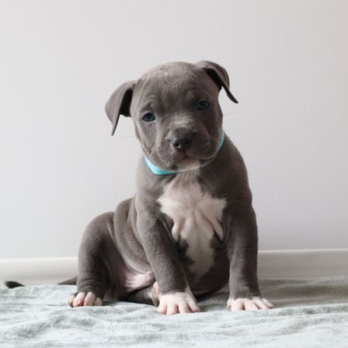 A reserver chiots americain staff bleu lof #7