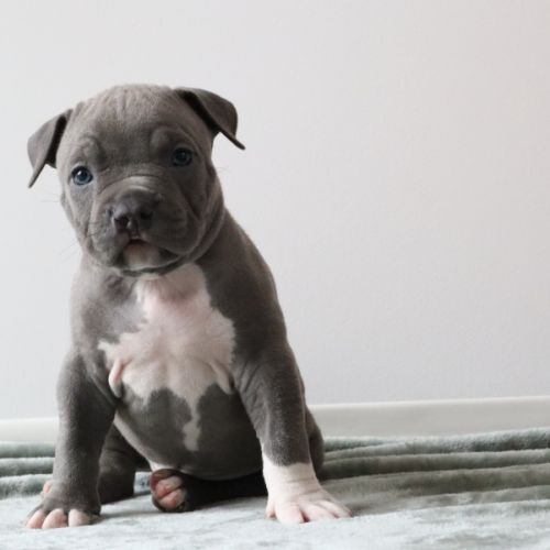 A reserver chiots americain staff bleu lof #10