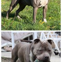 A reserver chiots americain staff bleu lof #1