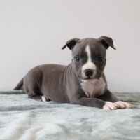 A reserver chiots americain staff bleu lof #2