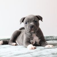 A reserver chiots americain staff bleu lof