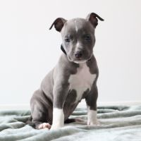 A reserver chiots americain staff bleu lof #5