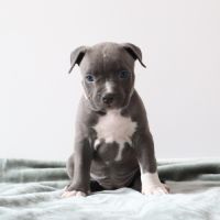 A reserver chiots americain staff bleu lof #6