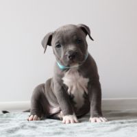 A reserver chiots americain staff bleu lof #7