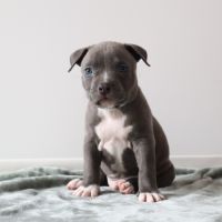 A reserver chiots americain staff bleu lof #8