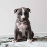 A reserver chiots americain staff bleu lof #9