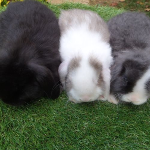 Lapins béliers nains minilops