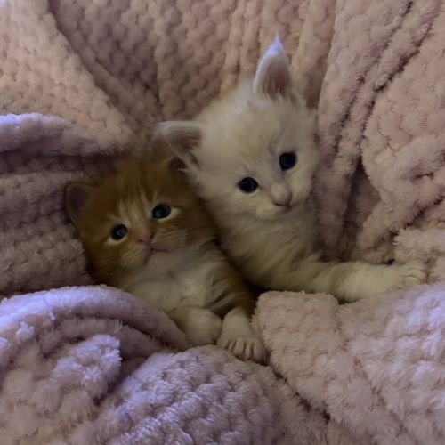 Maine coon loof à l’adoption #2