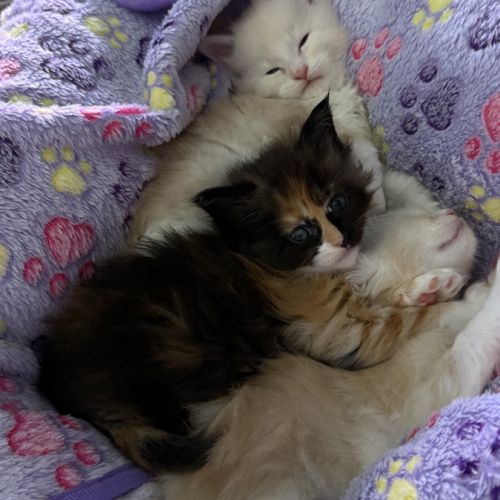 Maine coon loof à l’adoption #3