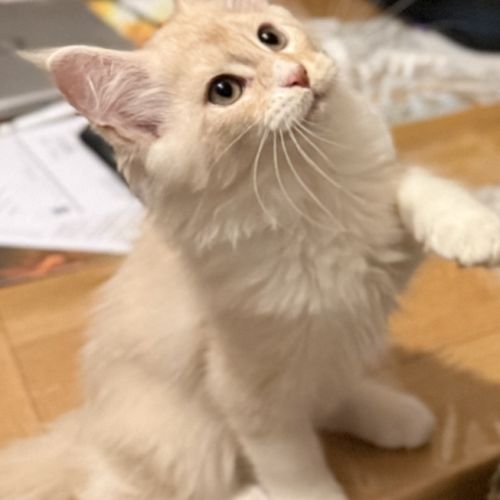 Maine coon loof à l’adoption #3