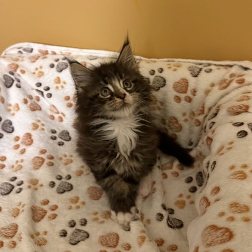 Maine coon loof à l’adoption #4