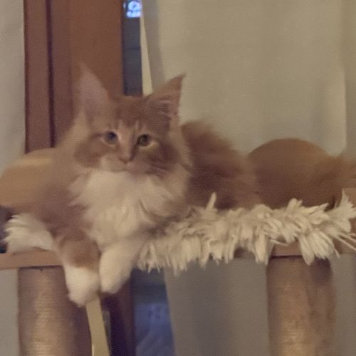Maine coon loof à l’adoption #5