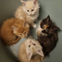 Maine coon loof à l’adoption #0