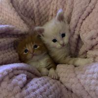 Maine coon loof à l’adoption #2