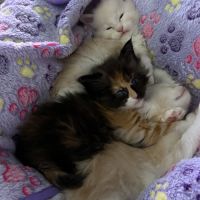 Maine coon loof à l’adoption #3