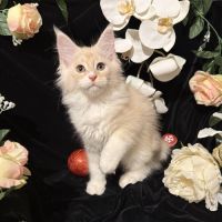 Maine coon loof à l’adoption