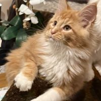 Maine coon loof à l’adoption #2