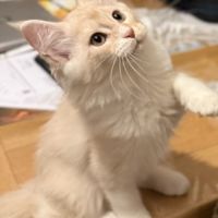 Maine coon loof à l’adoption #3