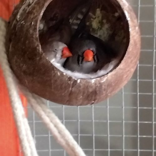 Donne diamants mandarin #2