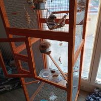 Donne diamants mandarin