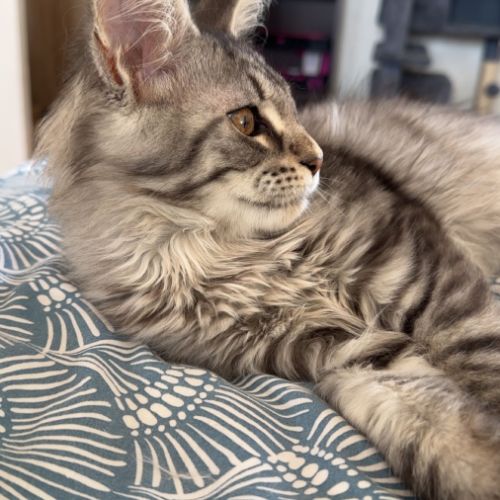 Maine coon loof disponible #1