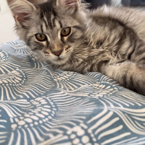 Maine coon loof disponible #0