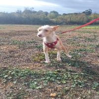 Chien utah à l adoption