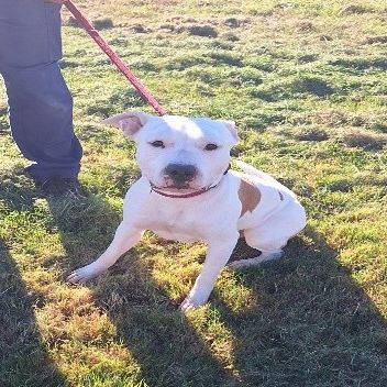 Chien paco à  l adoption #0