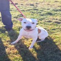 Chien paco à  l adoption