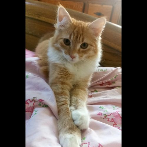 Phoebios, adorable chaton à l'adoption