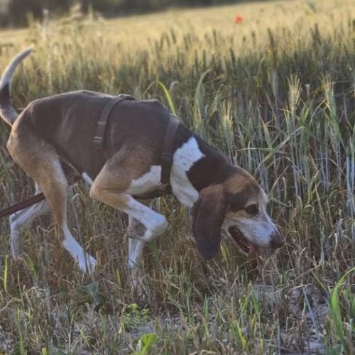 Chien bane à l adoption