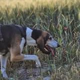 Chien bane à l adoption #2