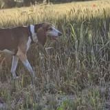 Chien bane à l adoption #3