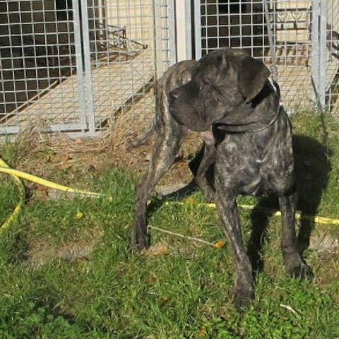 Chien sherkan à l adoption #0