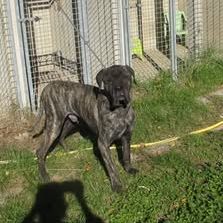 Chien sherkan à l adoption #3