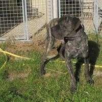 Chien sherkan à l adoption