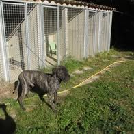 Chien sherkan à l adoption #2