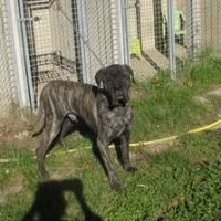 Chien sherkan à l adoption #3