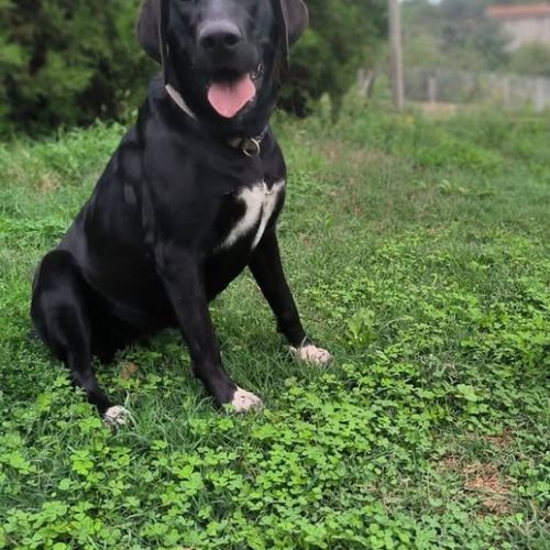 Chien ollie à l adoption #0