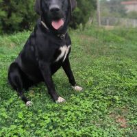 Chien ollie à l adoption