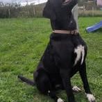 Chien ollie à l adoption #2