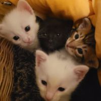 Chat alto à l adoption