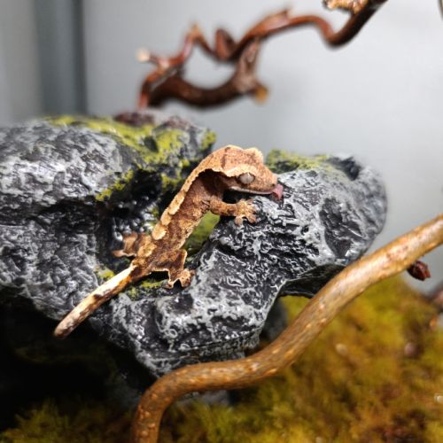 Gecko à crête #1