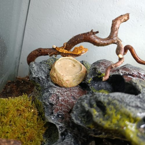 Gecko à crête #2