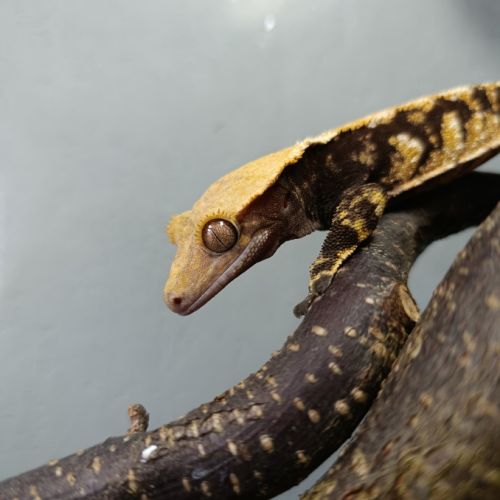 Gecko à crête #3